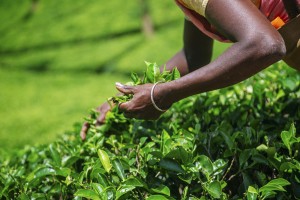 Nuwara Eliya Sri Lanka, viajes a Sri Lanka