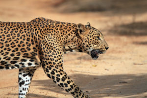safari Yala, Safari Sri Lanka, safari Asia, viaje a medida Sri Lanka, mayorista viajes por Sri Lanka
